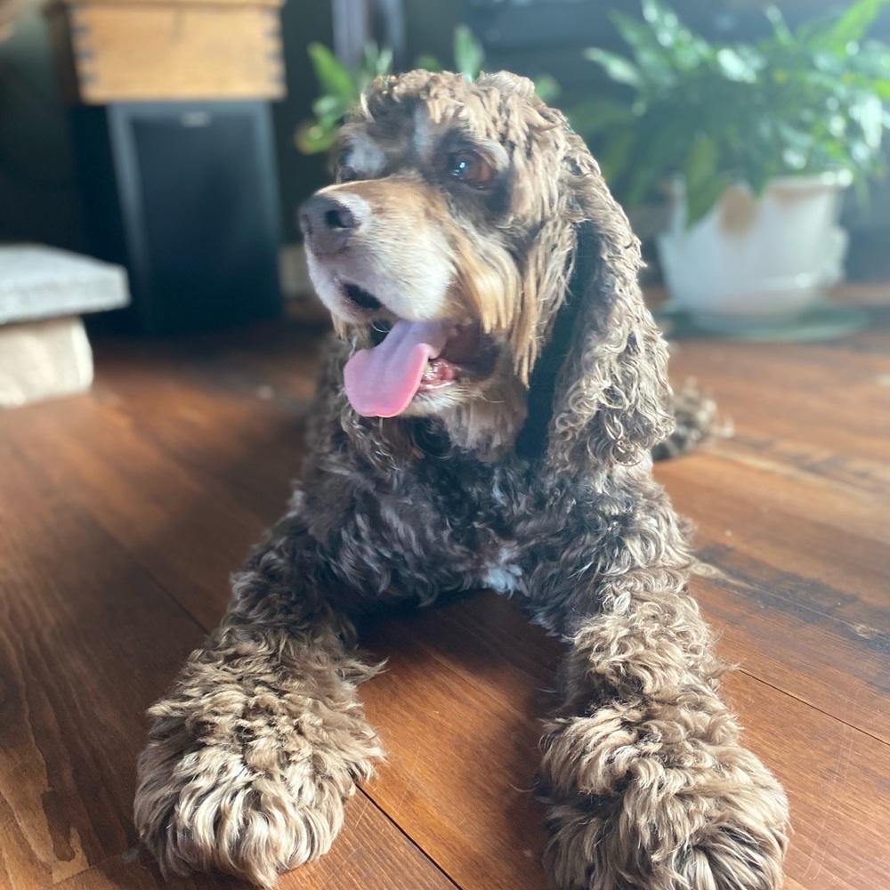 Meet your Posher, Julie